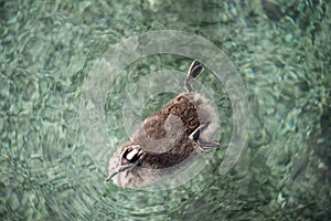 A young great creasted grebe