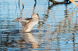 Young Great Crested Grebe