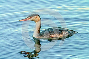 Young great crested grebe swimming