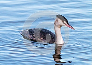 Young great crested grebe swimming