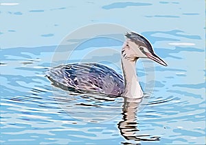 Young great crested grebe swimming illustration