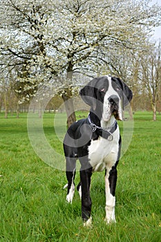 Young Great Dane or German Mastiff photo