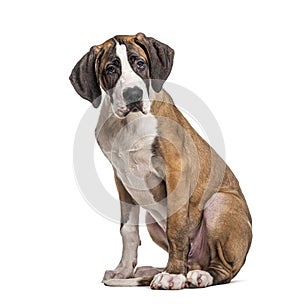 Young Great Dane, isolated