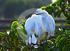 Young Great Egrets (Ardea alba) in Nest.