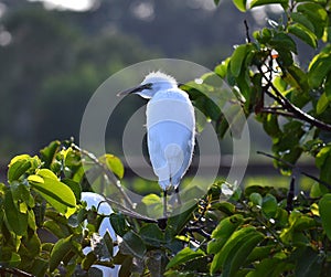 Young Great Egrets (Ardea alba) in Nest.