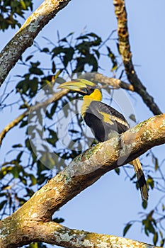 Young Great hornbill (Buceros bicornis)