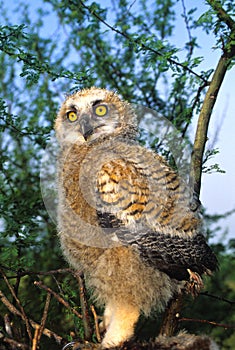 Young Great Horned Owl