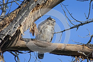 Young Great Horned Owl, Blue Colorado Sky