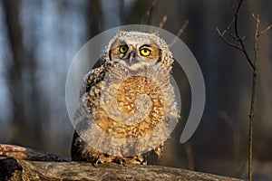 Young great horned owl, (Bubo virginianus )