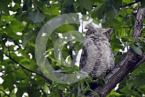 Young Great Horned Owl