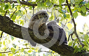 Young Great Horned Owl