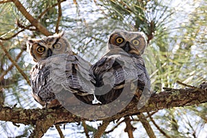 Young Great Horned Owl  Florida USA