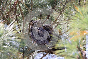 Young Great Horned Owl  Florida USA