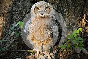 Young Great Horned Owl Against Poison Ivy and Cottonwood Tree photo