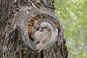 Young Great Horned Owl sits in his nest