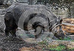 Young great indian rhinoceros 5