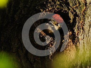 Young Great Spotted Woodpecker