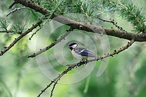 Young great tit chick sitting on the thin branch with green background