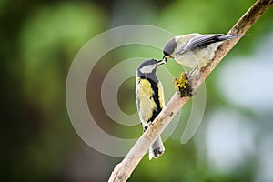 The young great tit is fed by its mother, both standing on a stick