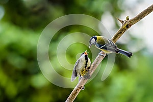 The young great tit is fed by its mother, both standing on a stick