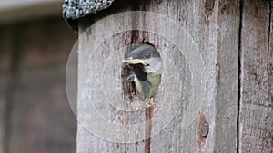 Young great tit about to fledge from urban garden bird bo.