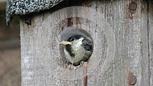 Young great tit about to fledge from urban garden bird box.