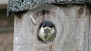 Young great tit about to fledge from urban garden bird box.