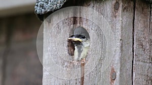 Young great tit about to fledge from urban garden bird box.