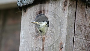 Young great tit about to fledge from urban garden bird box.