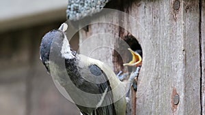 Young great tit about to fledge from urban garden bird box.