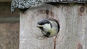 Young great tit about to fledge from urban garden bird box.