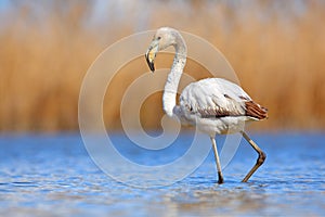 Young Greater Flamingo, Phoenicopterus ruber, nice pink big bird in the blue water, Camargue, France. Wildlife scene from summer n