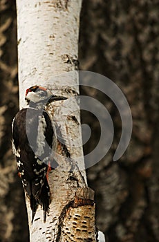 Young Greater spotted woodpecker Dendrocopos major on the birch