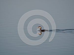 Young grebe swimming in lake ivars and vila sana, lerida, catalonia, spain, europe