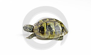 Young greek tortoise