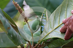 Young green almonds nuts riping on almond tree close up, almond flower