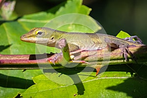 A young Green Anole (Anolis carolinensis) traverses along a thorny bramble stem.