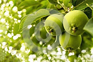 Young green apples close-up on a branch in the sunlight. Apple tree, fruit ripening