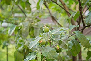 Young green apples fruits are hanging on a tree branch