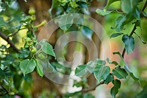 Young green apples fruits are hanging on a tree branch