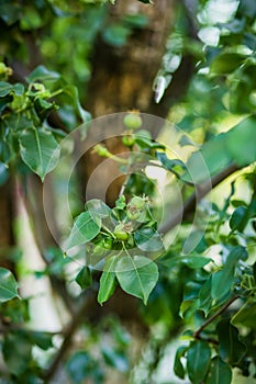 Young green apples fruits are hanging on a tree branch