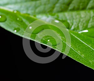 Young green avocado leaf with water drops on black background, green planet eco or save our planet concept