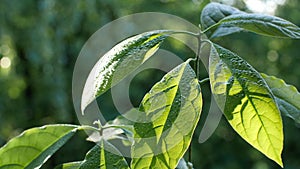 Young green avocado leaves against the background of green trees in the garden.