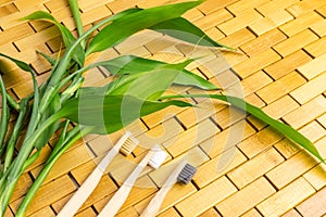 Young green bamboo branches, leaves, toothbrush on wooden background. Spa, massage, welbeing, zen concept