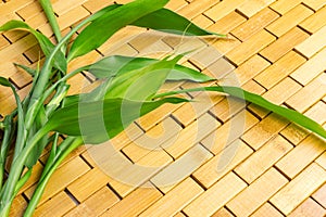 Young green bamboo branches, leaves on wooden background. Spa, massage, welbeing, zen concept