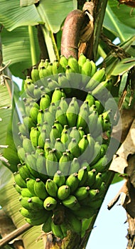 Young green banana bunch with leaves on the tree.