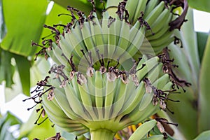 Young green banana fruits on tree