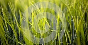 Young green barley corns growing in a field