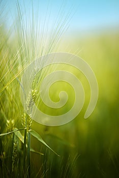 Young green barley crop field