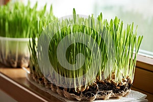 Young green barley grass blades growing in soil